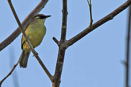 Crested White-eye