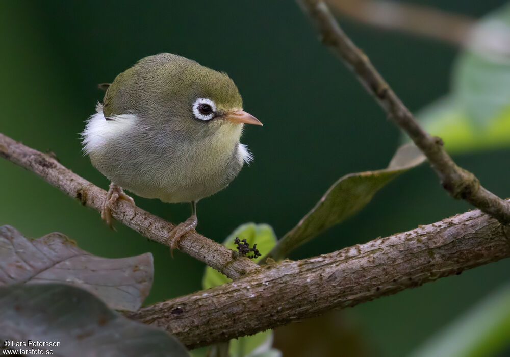 Sao Tome White-eye