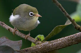 Sao Tome White-eye