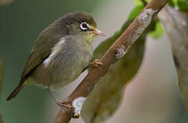 Sao Tome White-eye