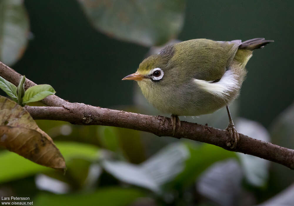 Sao Tome White-eyeadult, identification