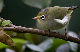 Sao Tome White-eye