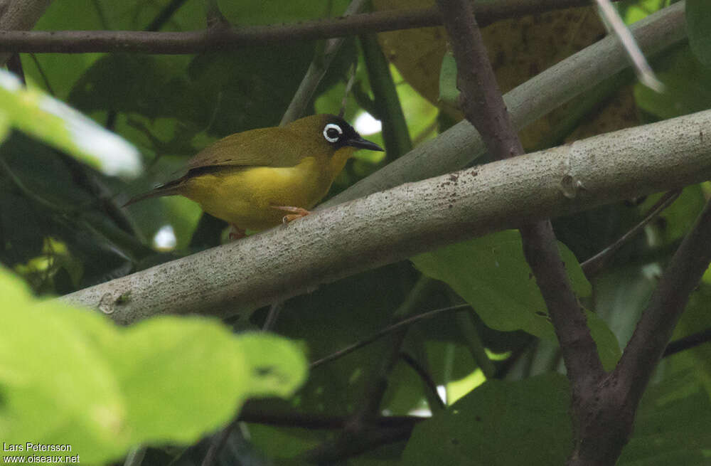 Ranongga White-eye