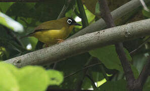 Ranongga White-eye