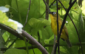 Ranongga White-eye