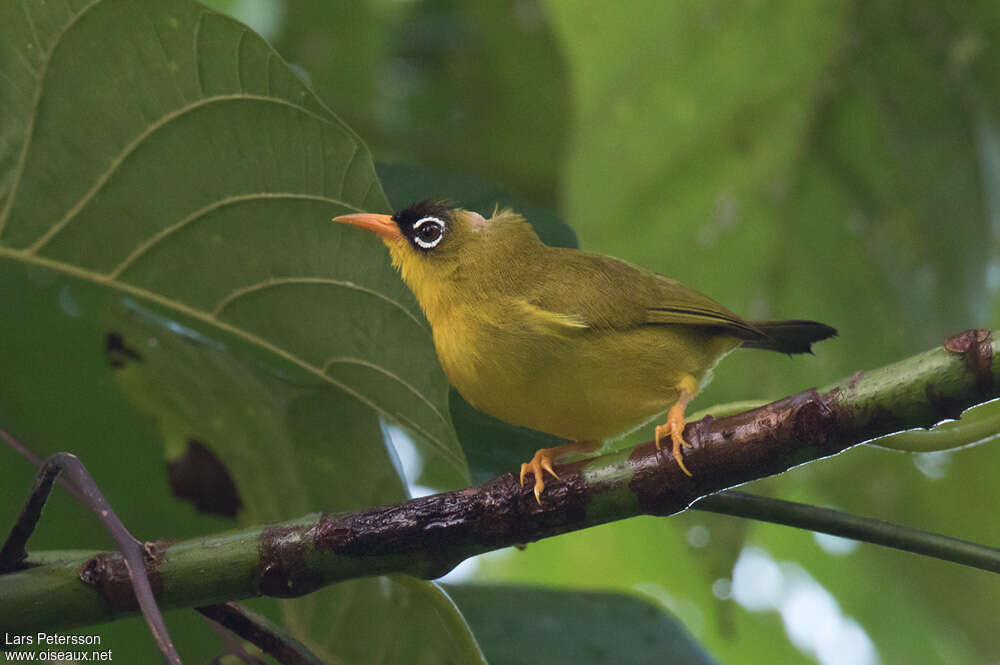 Gizo White-eyeadult, identification