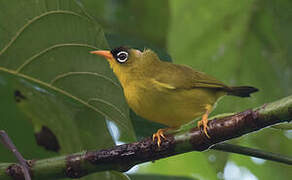 Gizo White-eye