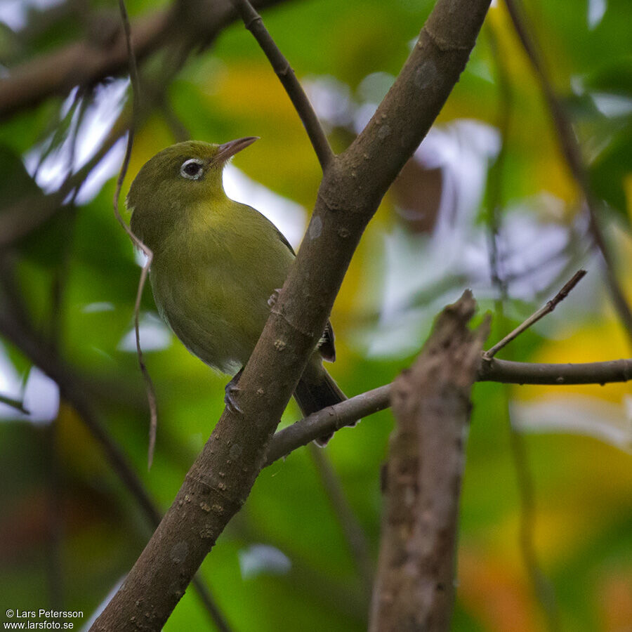 Louisiade White-eye