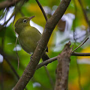 Louisiade White-eye