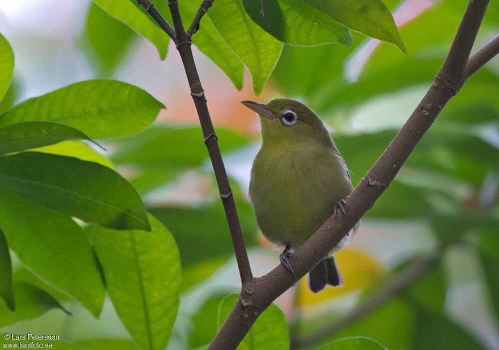 Louisiade White-eye