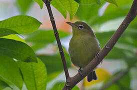 Louisiade White-eye