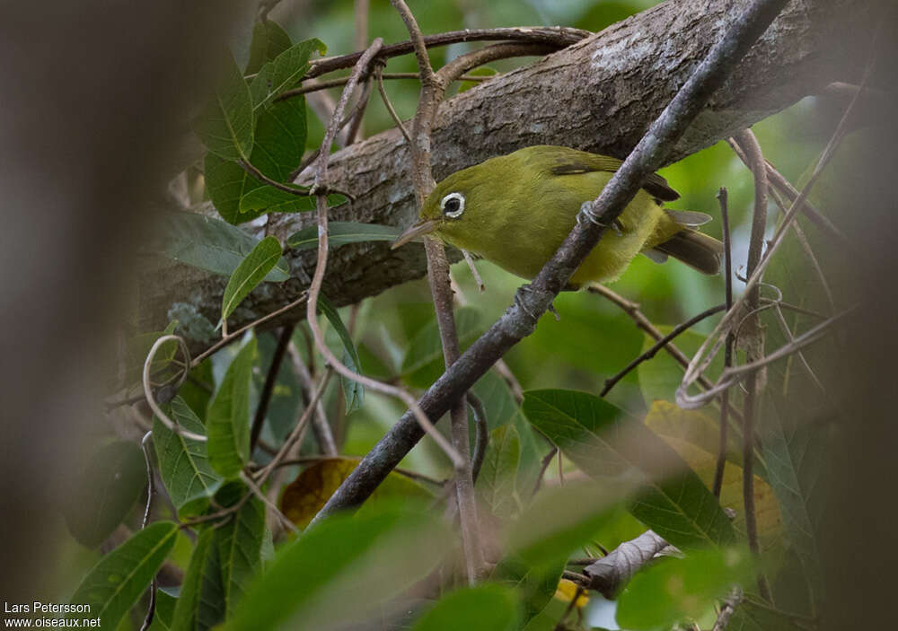 Zostérops de la Louisiadeadulte, identification