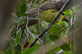 Louisiade White-eye