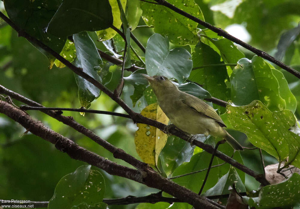 Malaita White-eyeadult