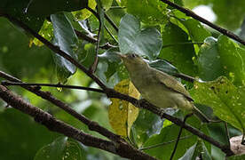 Malaita White-eye