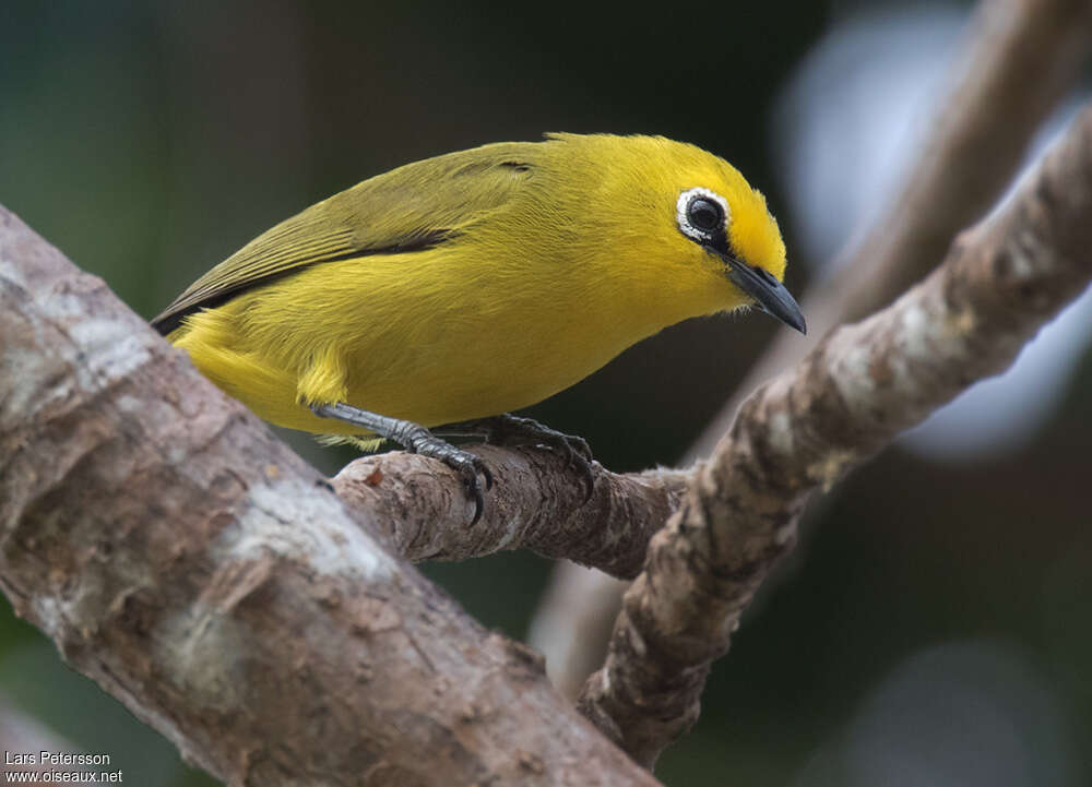 Pemba White-eyeadult, aspect