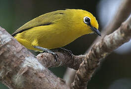 Pemba White-eye