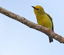 Pemba White-eye