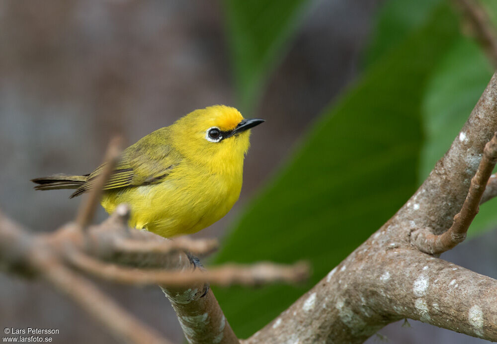 Pemba White-eye