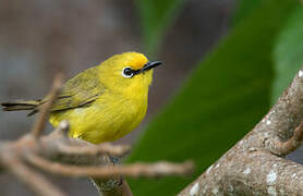 Pemba White-eye