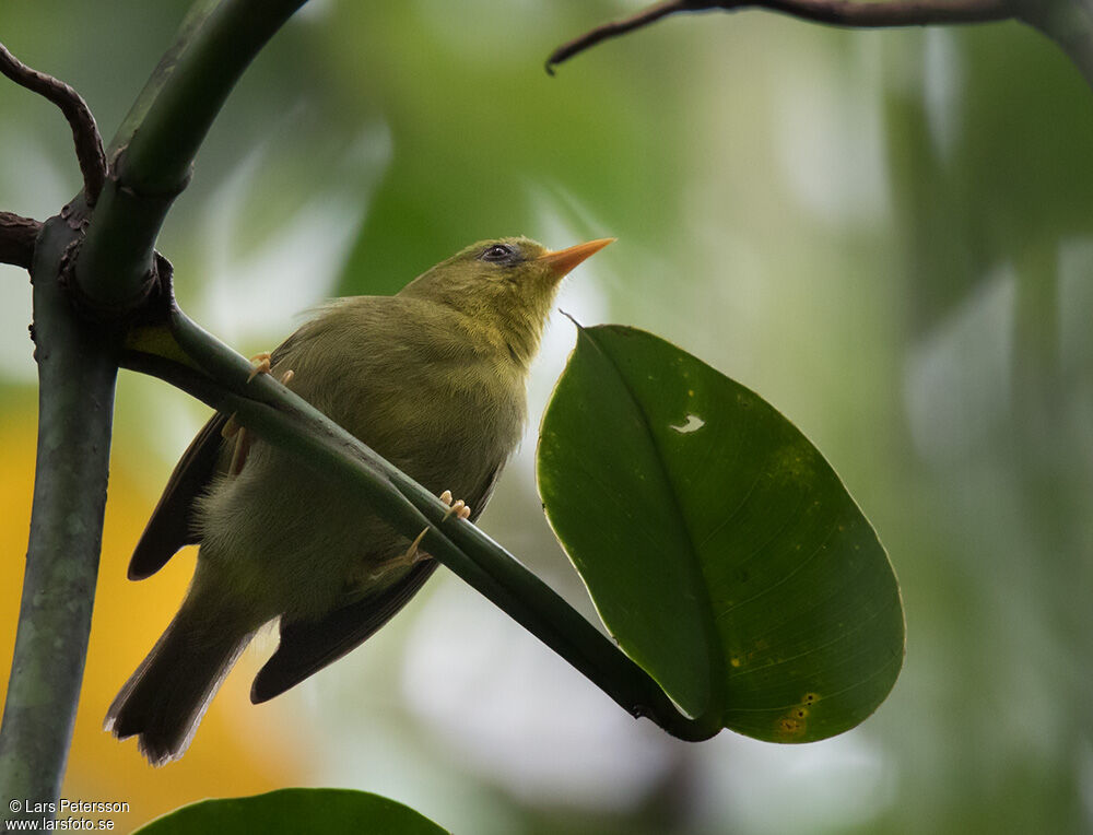 Rennell White-eye