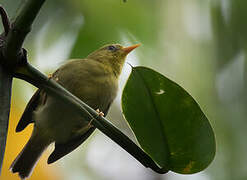 Rennell White-eye