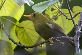 Rennell White-eye