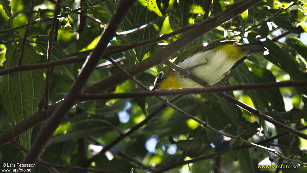 Black-fronted White-eye