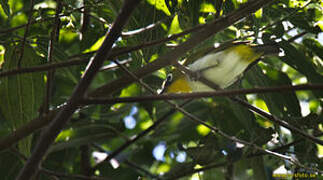 Black-fronted White-eye