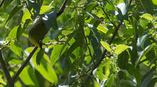 Black-fronted White-eye