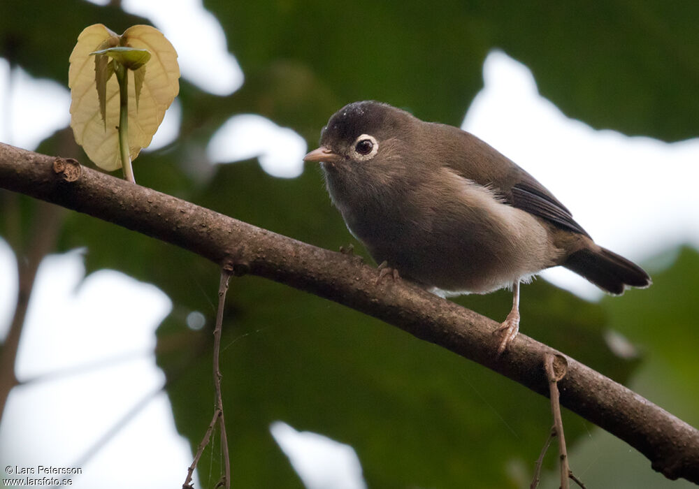 Zostérops de Sao Tomé