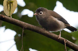 Black-capped Speirops