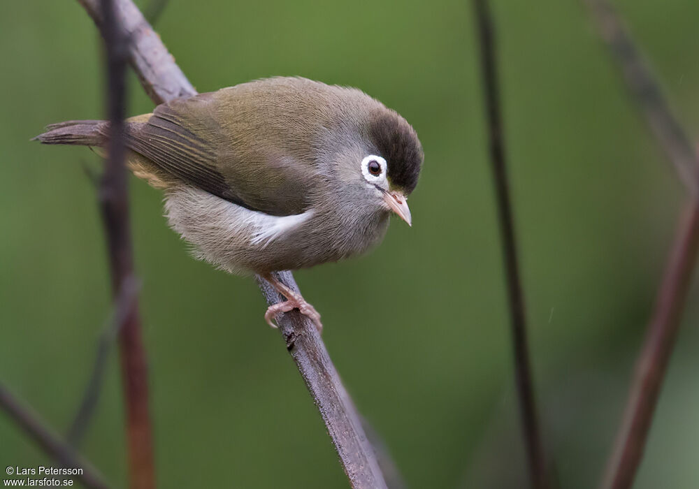 Zostérops de Sao Tomé