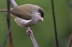 Black-capped Speirops