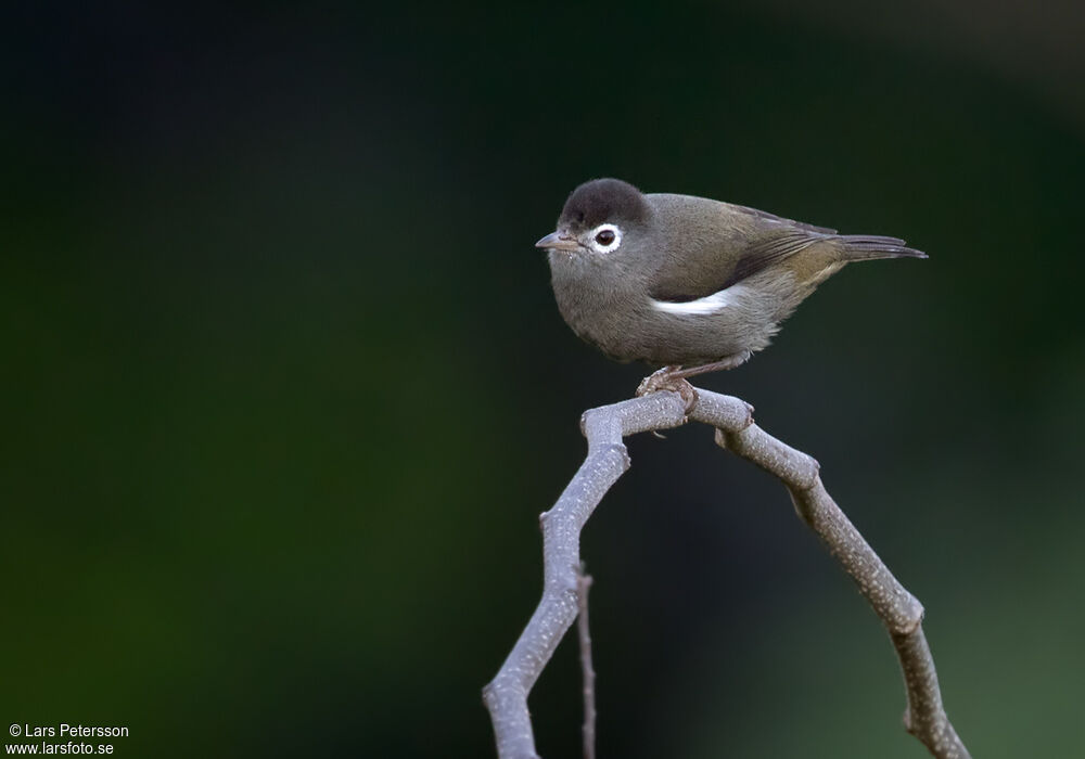 Zostérops de Sao Tomé