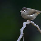 Zostérops de Sao Tomé