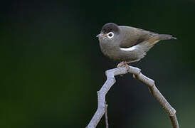 Black-capped Speirops