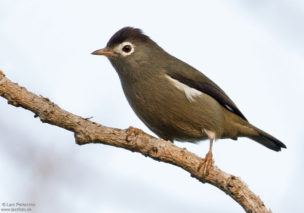 Zostérops de Sao Tomé