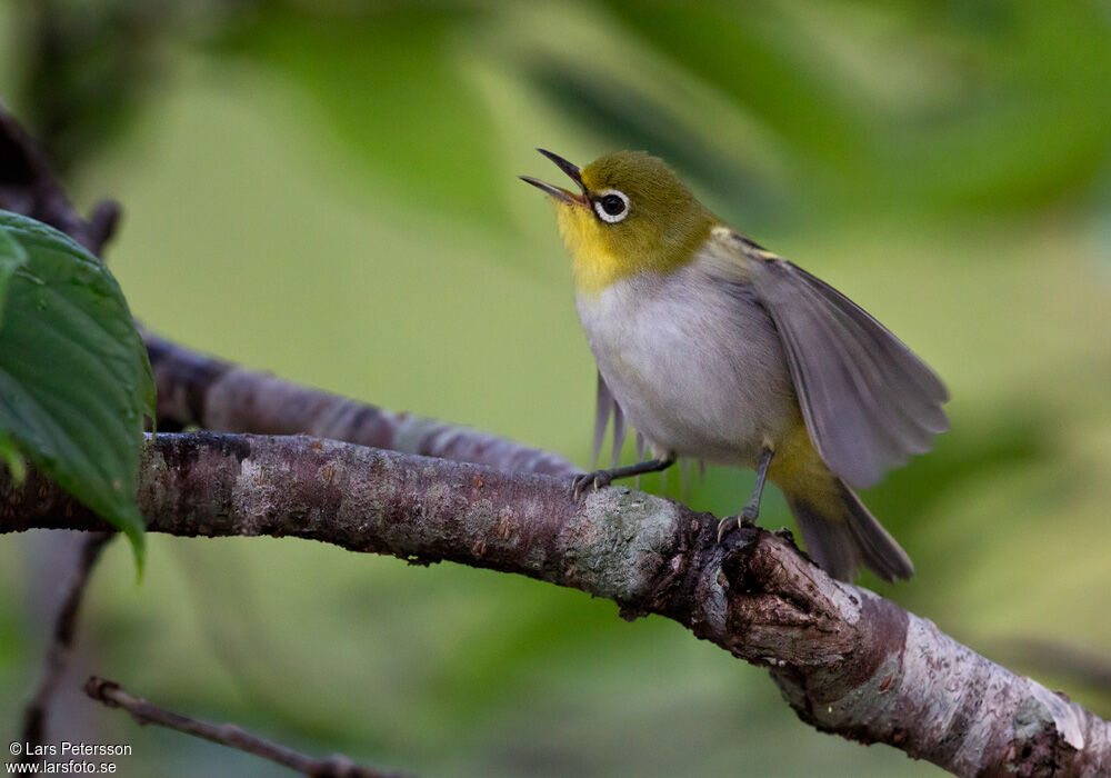 Swinhoe's White-eyeadult, Behaviour