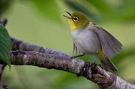 Swinhoe's White-eye