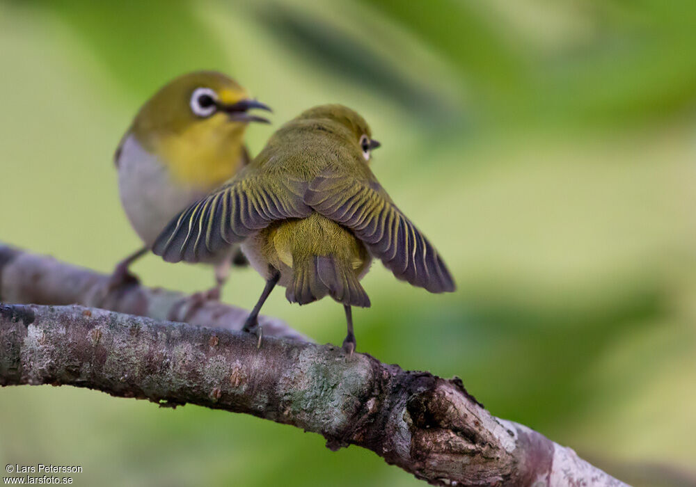 Swinhoe's White-eye, Behaviour