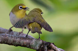 Swinhoe's White-eye