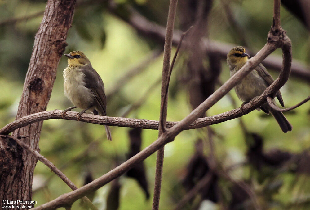 Zostérops de Timor