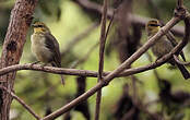 Zostérops de Timor