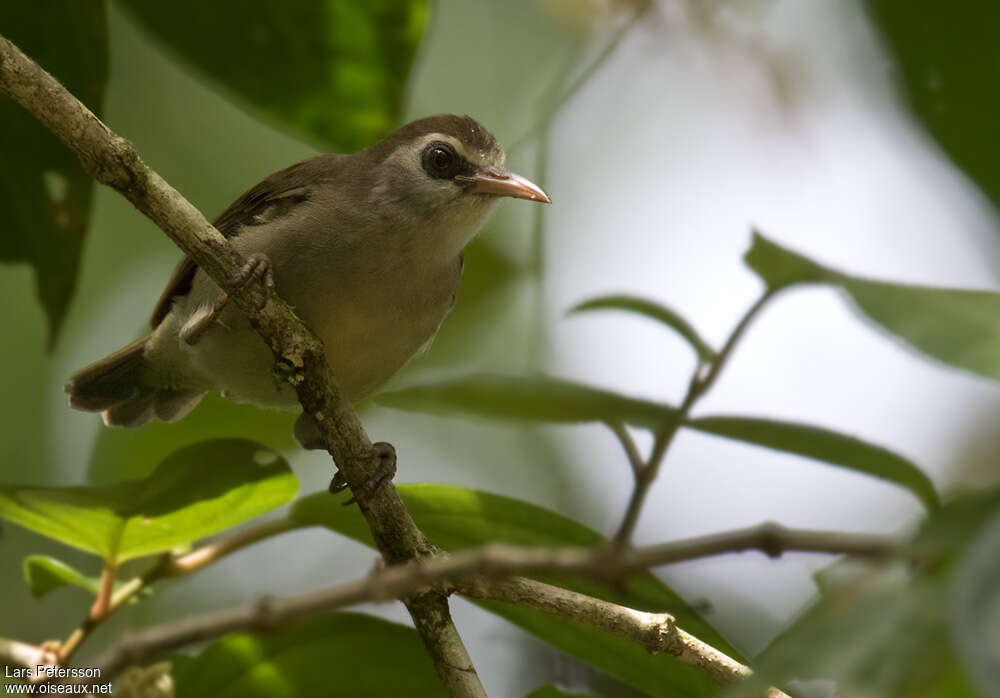 Bare-eyed White-eyeadult