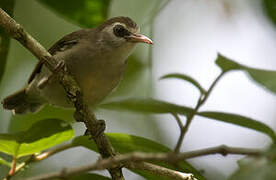 Bare-eyed White-eye