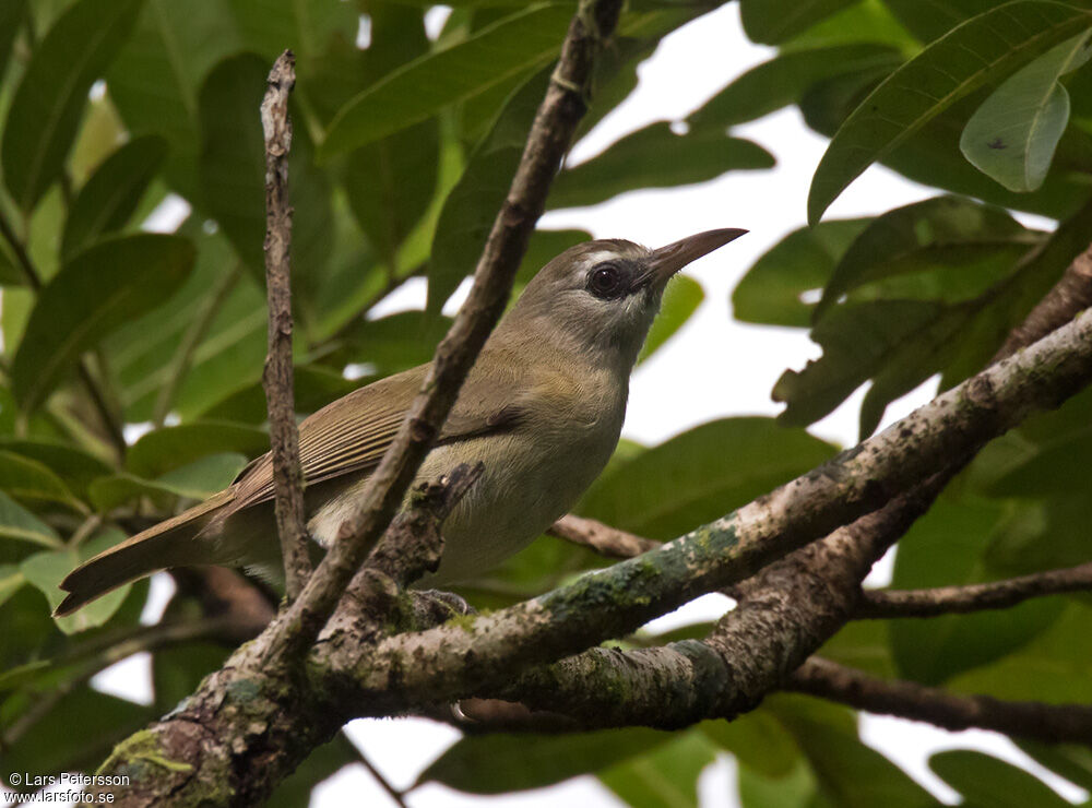 Bare-eyed White-eye