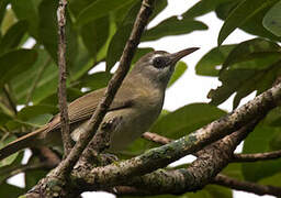 Bare-eyed White-eye