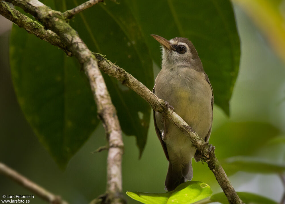 Bare-eyed White-eye