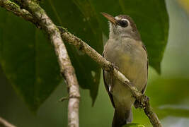 Bare-eyed White-eye